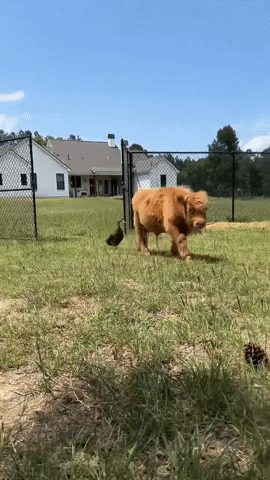 Miniature Cow and Duck are Best Friends
