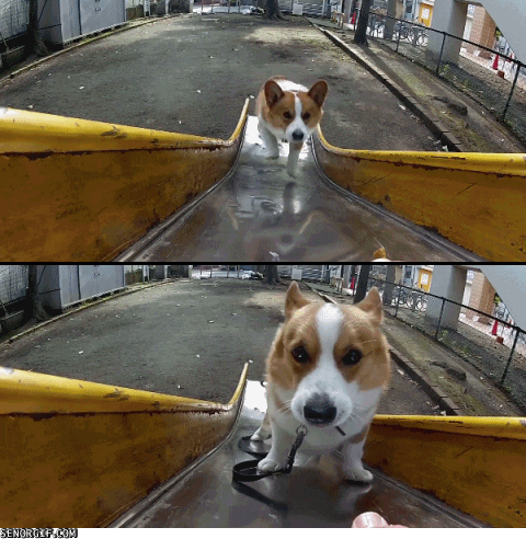 funny dog lol GIF by Cheezburger