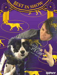 wkcdogshow GIF by Westminster Kennel Club