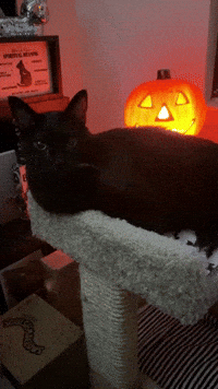 Black Cat Halloween Vibes GIF