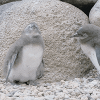 sandiegozoo funny lol penguin walk GIF