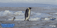 bbc one penguin GIF by BBC
