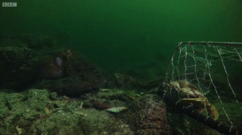 Ocean Nom GIF by OctoNation® The Largest Octopus Fan Club!