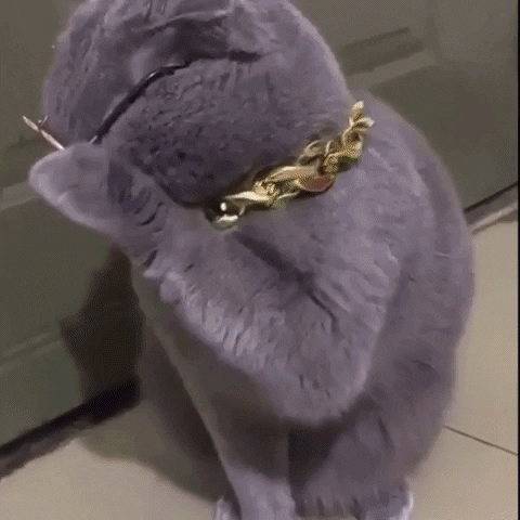 Valentines Day Cat GIF by Maria Johnsen