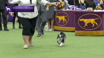 Dogs Chihuahua GIF by Westminster Kennel Club