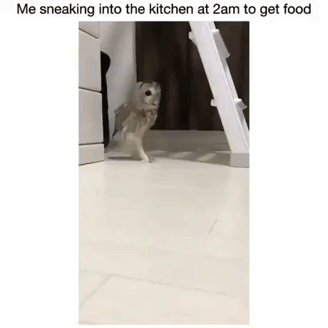 night owl GIF