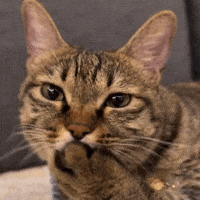 Lazycat Sillykitty GIF