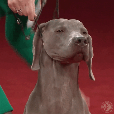 Hungry Best In Show GIF by American Kennel Club