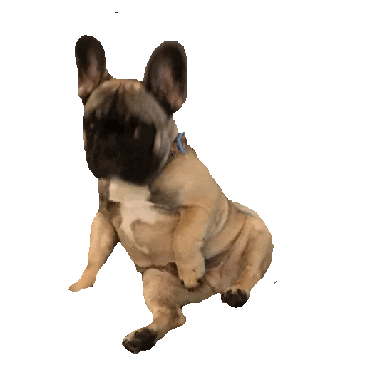 Dogs Crossfit Sticker by CrossfitOverfront