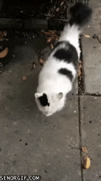cat begging GIF by Cheezburger