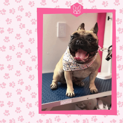 Dog GIF by IVY