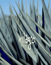 Blue Agave Summer GIF by Milagro Tequila