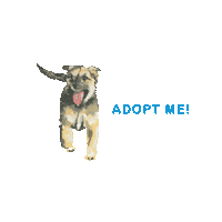 animaladoptioncenterjh puppy adopt animal rescue aac Sticker