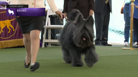 Dogs Briard GIF by Westminster Kennel Club