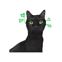 Feeling Black Cat Sticker by A Reason To Feel