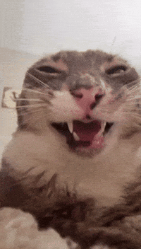 Cat Joke GIF