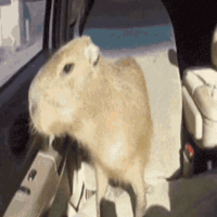 Peace Love GIF by Respective