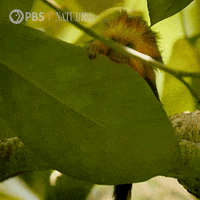 Pbs Nature Monkey GIF by Nature on PBS