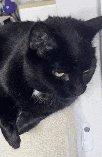 Uh Oh Cat GIF