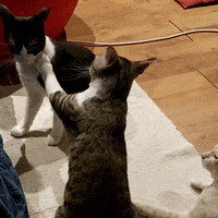 Necronder cats gatos lucas funny cat GIF