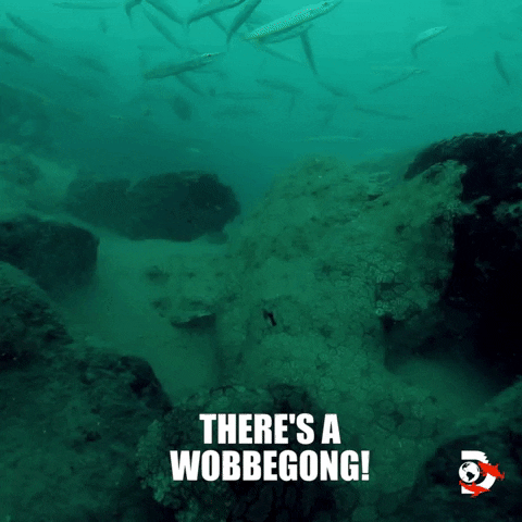 Ocean Swimming GIF by Shark Week