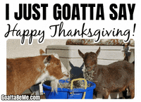 Thanksgiving GIF by Goatta Be Me Goats! Adventures of Java, Toffee, Pumpkin and Cookie!
