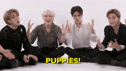 K-Pop Puppies GIF by BuzzFeed