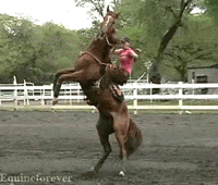 Horse Bucking GIF