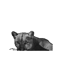 Big Cats Sticker by Defenders of Wildlife