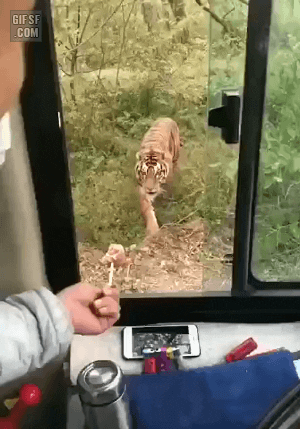 cuteanimalland giphyupload GIF