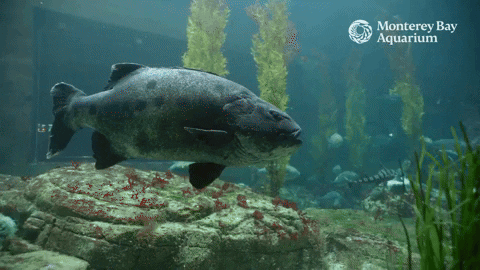 Sea Bass Fish GIF by Monterey Bay Aquarium