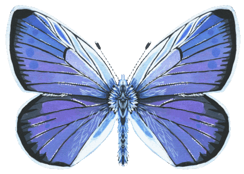 Illustration Butterfly Sticker