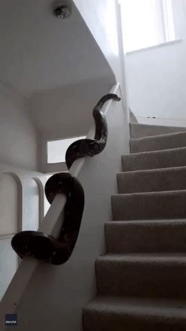 14-Foot Python Slithers Up Banister in Plymouth, England