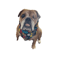 Bulldog Phoenix Sticker by Geekster Pets