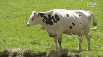 the incredible dr pol season 12 episode 6 GIF by Nat Geo Wild 