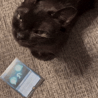 Trading Card Game Cat GIF by Respective