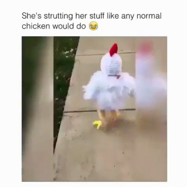 baby chicken GIF