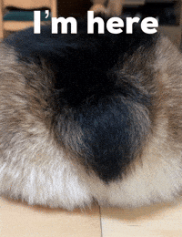 Dog Corgi GIF