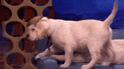 puppies conan obrien GIF by Team Coco