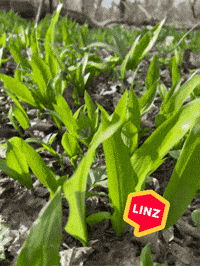 Spring Austria GIF by Linz News