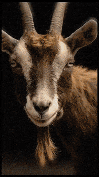 ondaquantica consciousness GIF