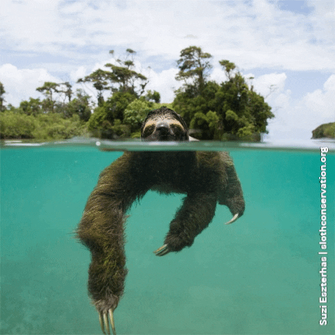 slothconservation giphygifmaker water swimming crystal GIF