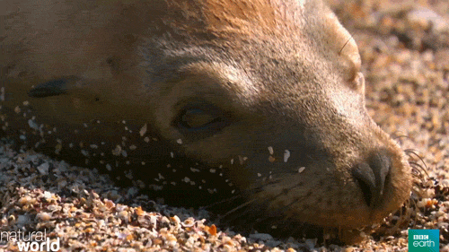 sea lion lizard GIF by BBC Earth