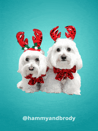 Merry Christmas Dog GIF by HammyandBrody