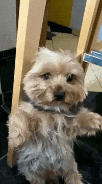 Good Night Hello GIF
