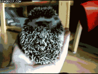 hedgehog GIF by Cheezburger