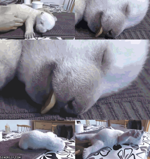 polar bear GIF by Cheezburger