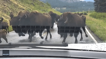 Couple Have Intense Close Encounter With Bison Herd in Yellowstone