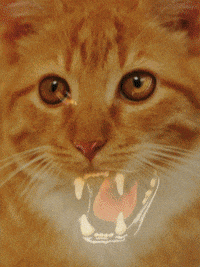 panther GIF