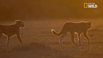 savage kingdom big cat week GIF by Nat Geo Wild 